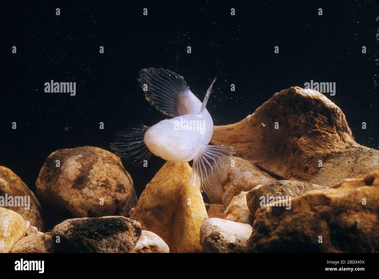 Southern Blind Cave Fish Stock Photo