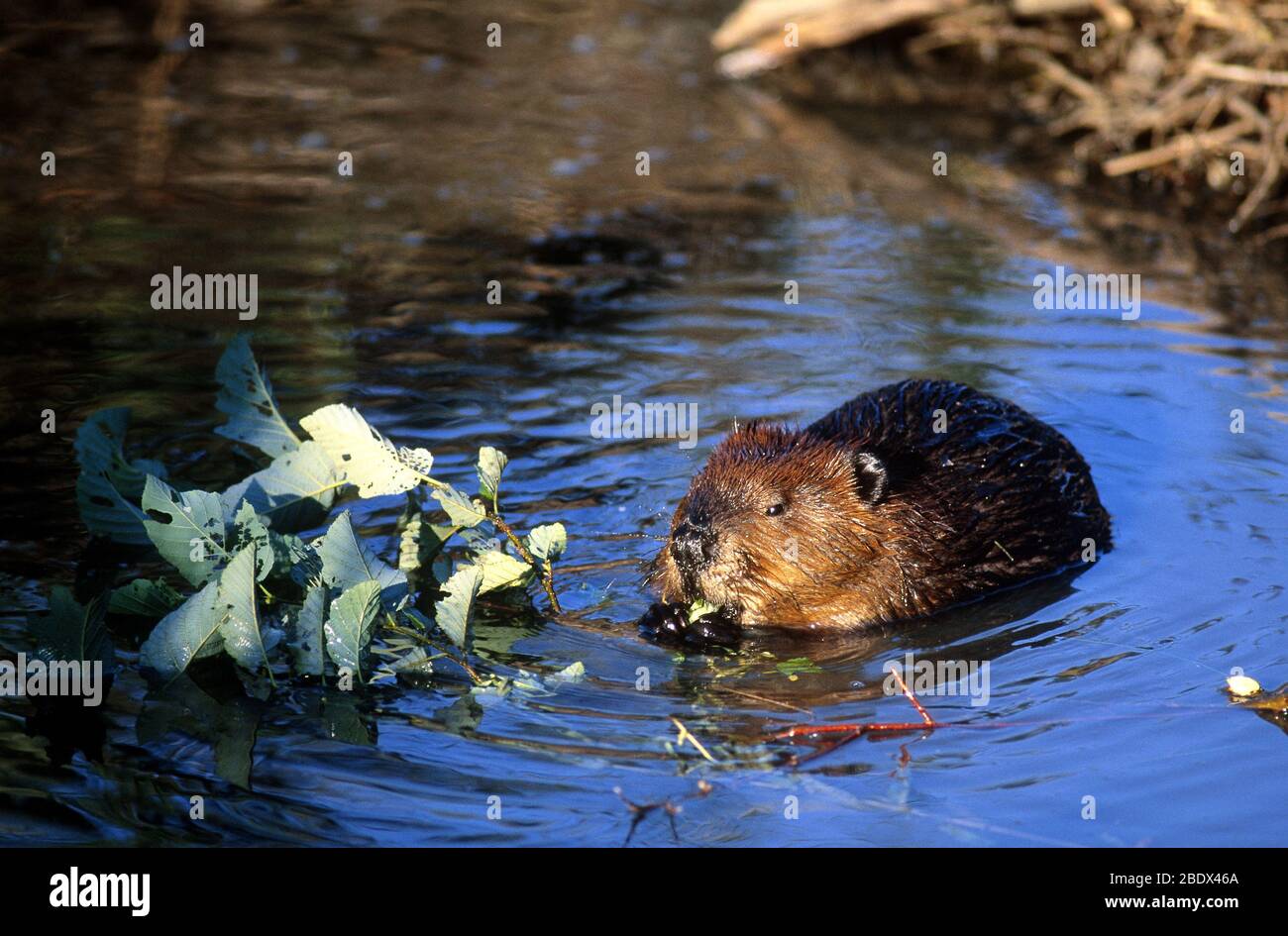 Beaver eating Stock Photo