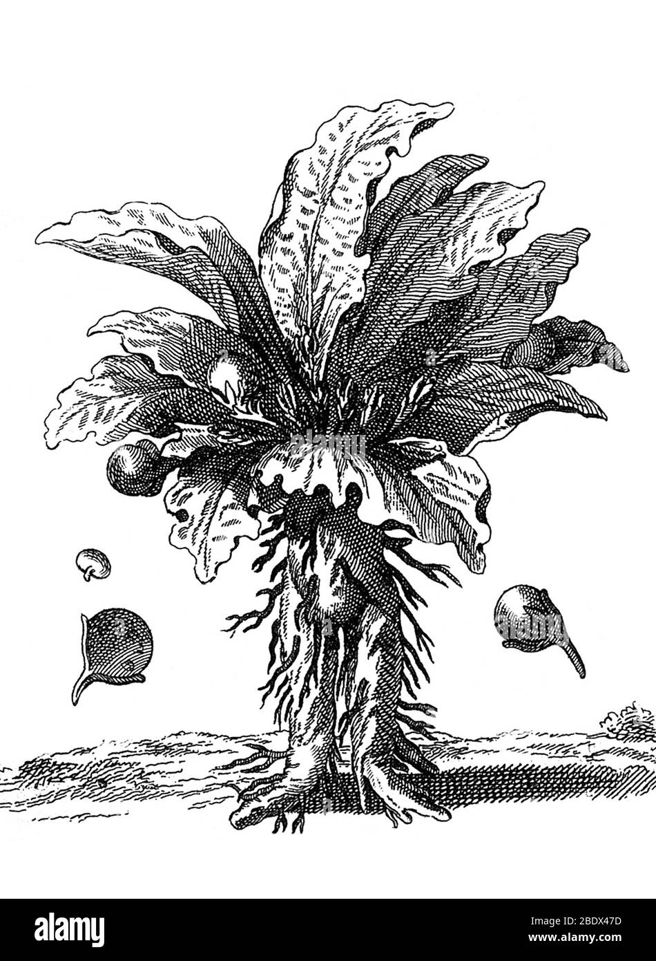 Mandrake, Mandragora officinarum Stock Photo