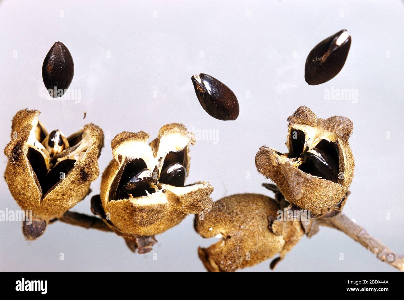 Exploding Seeds