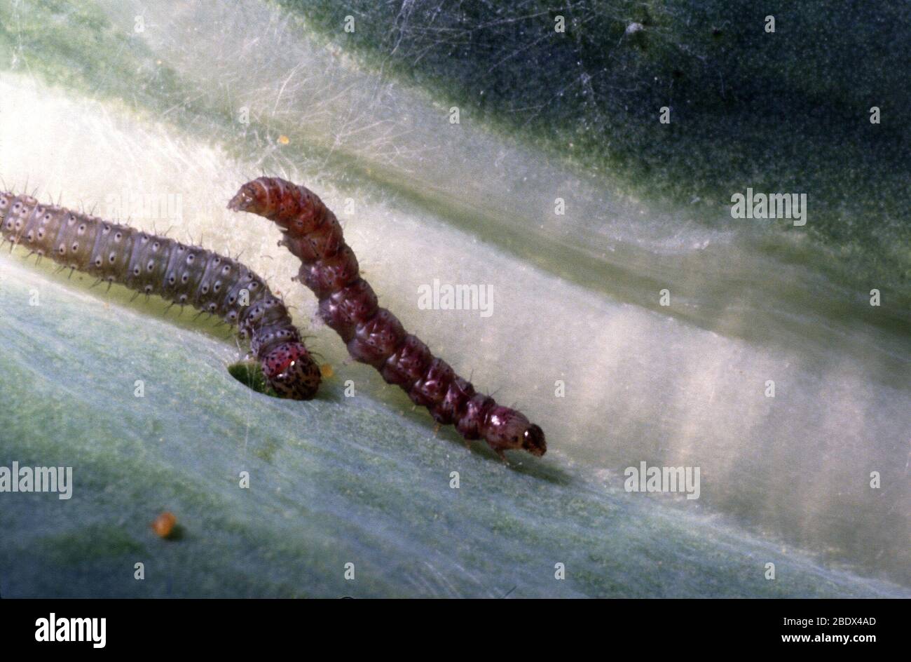 Moth larvae clothes hi-res stock photography and images - Alamy