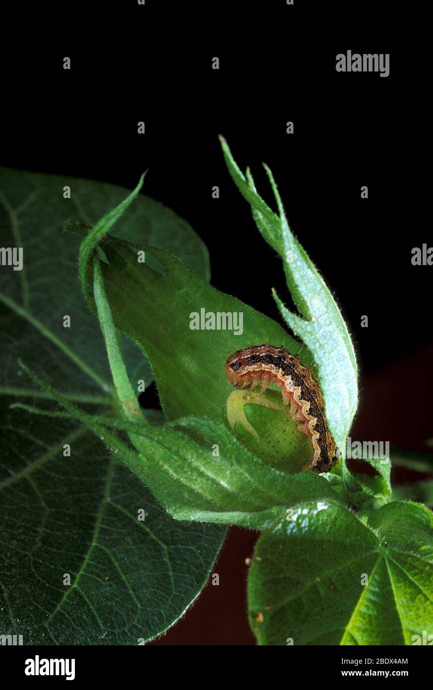 Cotton bollworms hires stock photography and images Alamy