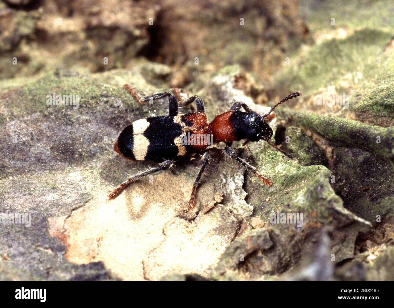 Thanasimus Formicarius Beetle Stock Photo