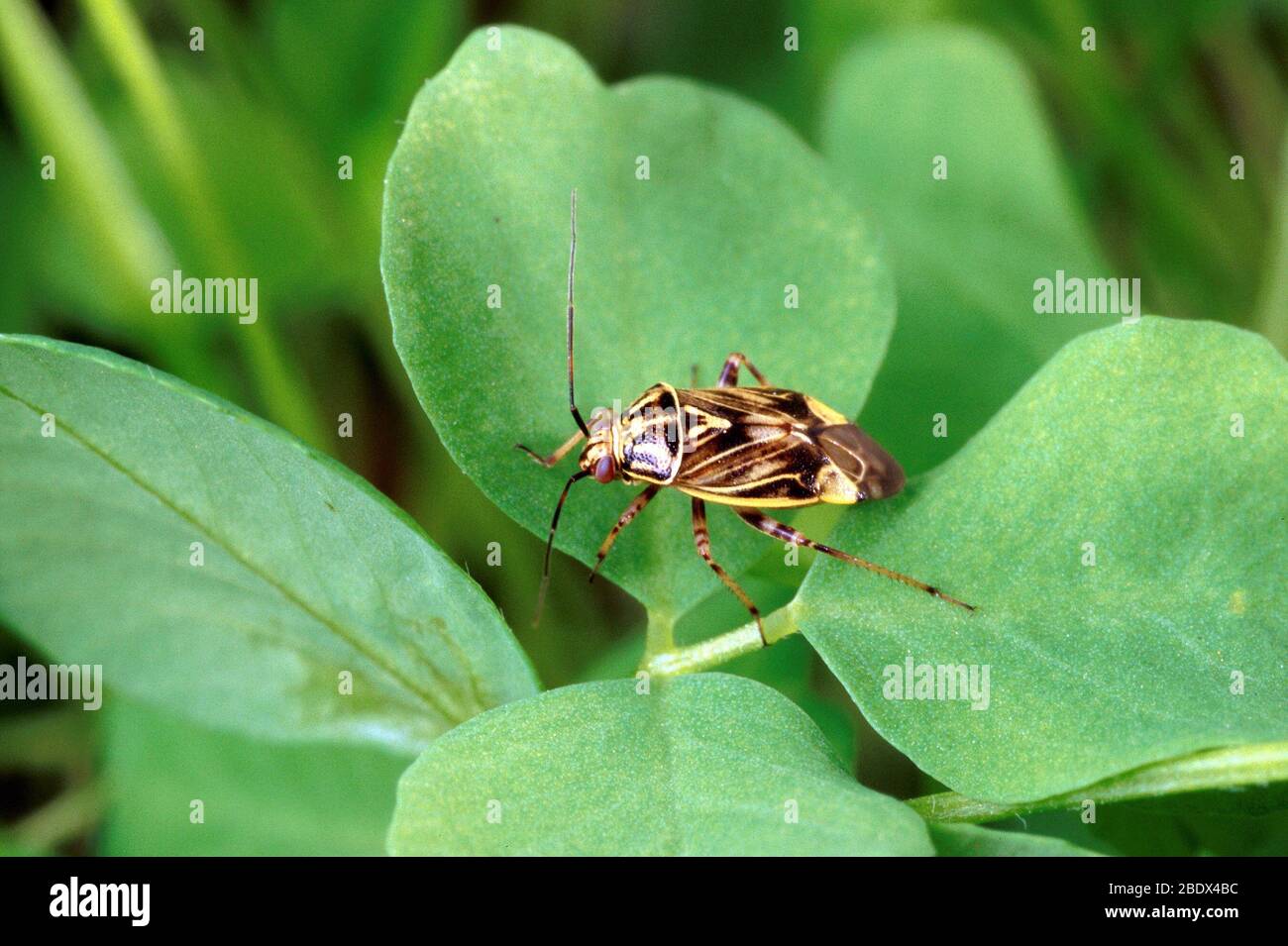 Tarnished Plant Bug Stock Photo