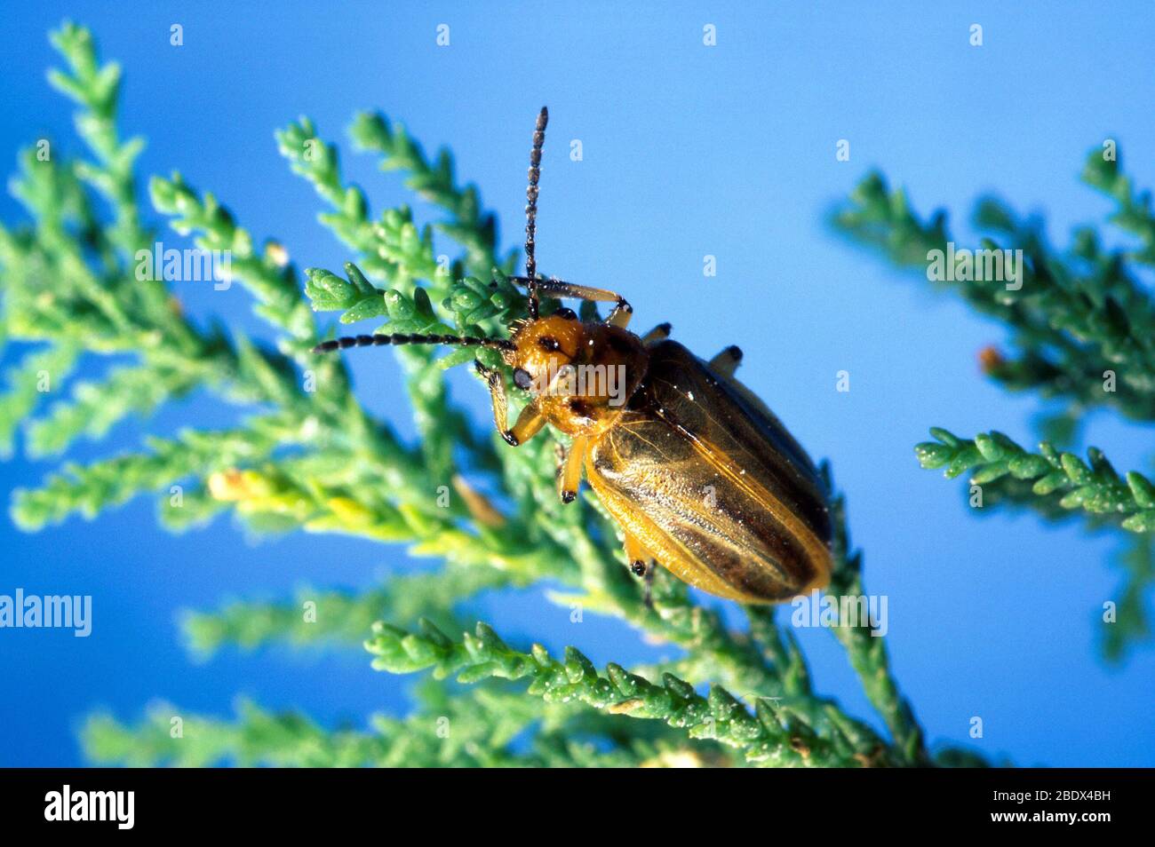 Pest of cedar hi-res stock photography and images - Alamy