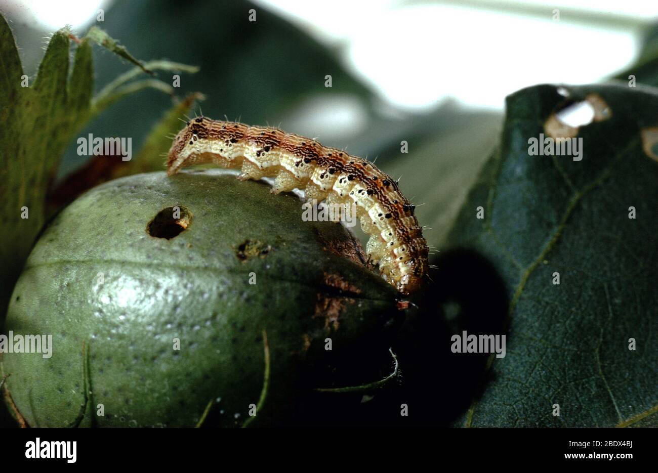 Corn Earworm Stock Photo Alamy
