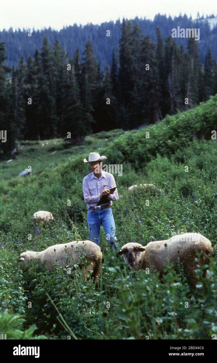 Sheep grazing preference study Stock Photo