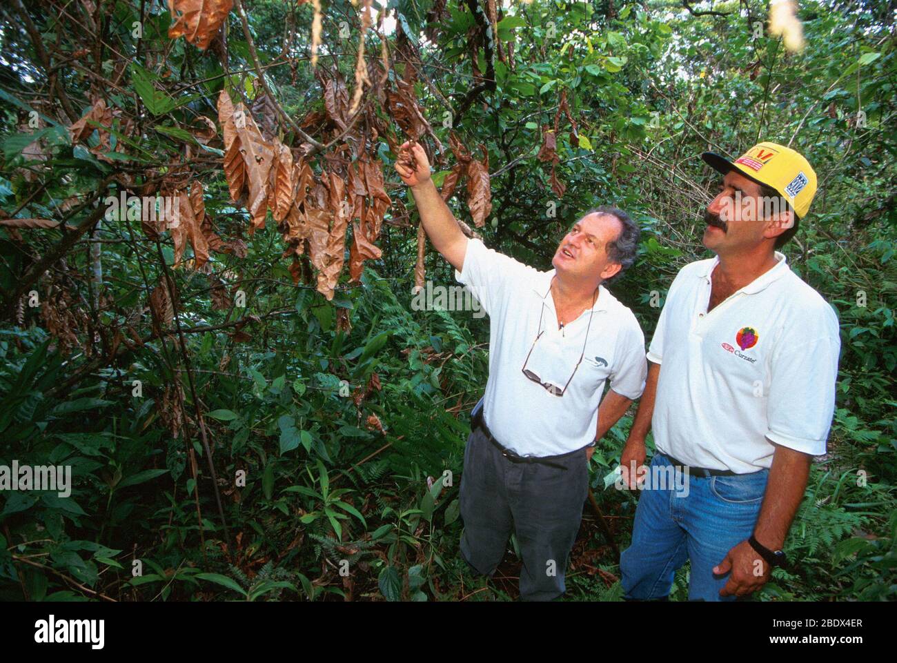 Inspecting cacao damaged by witch's broom Stock Photo