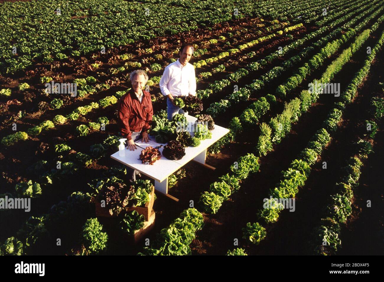 Exotic lettuces Stock Photo