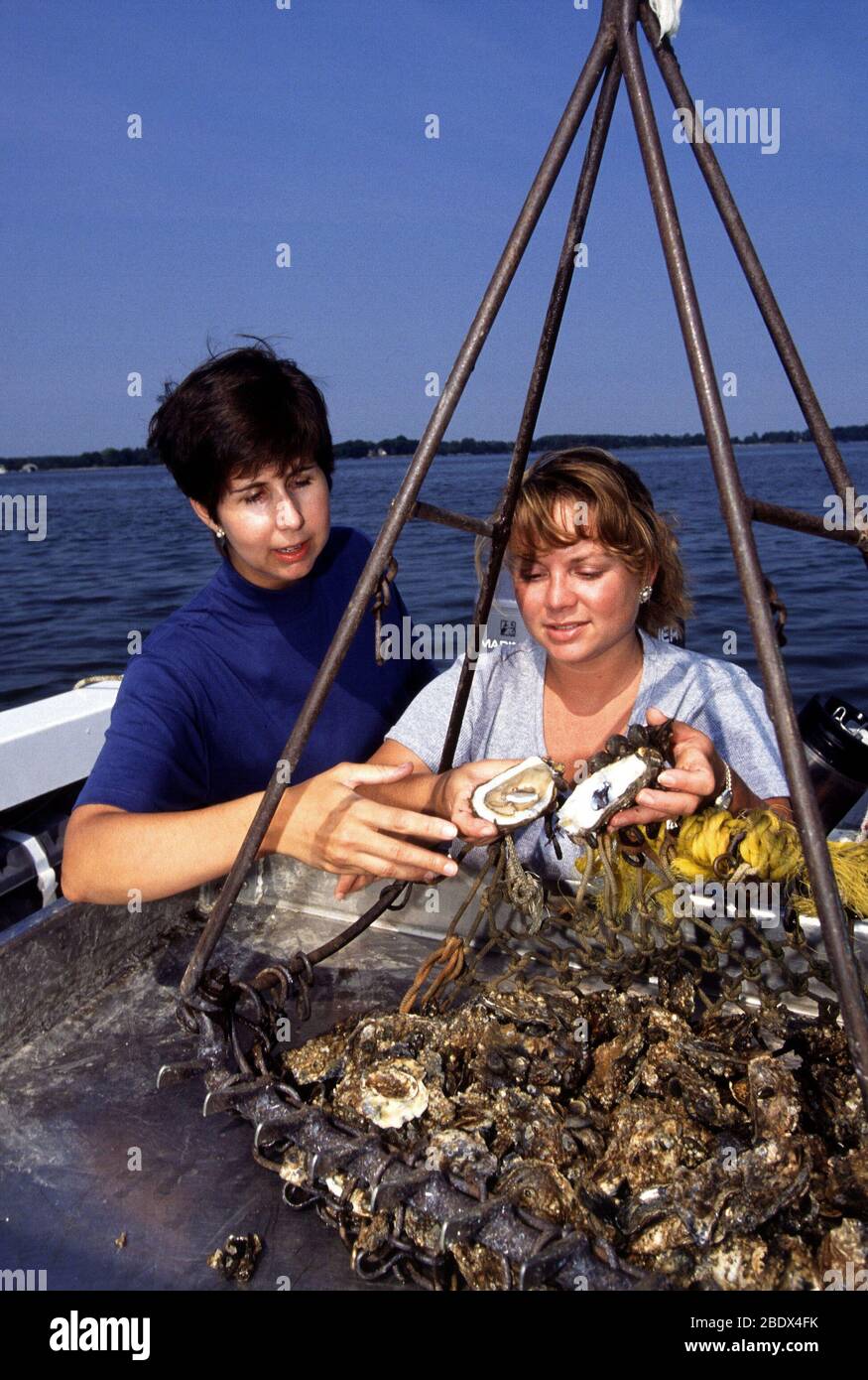 Oysters collected from the Chesapeake Bay Stock Photo