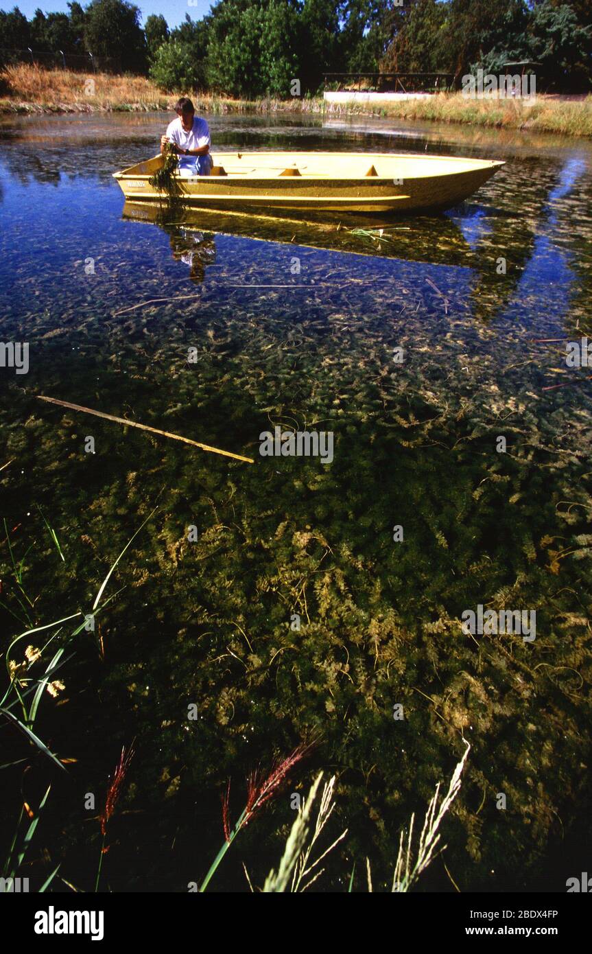 Controlling the growth of aquatic weeds Stock Photo