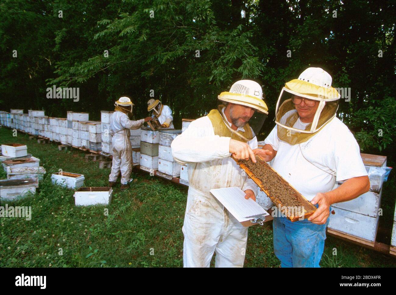 Inspection of Bee Colonies Stock Photo