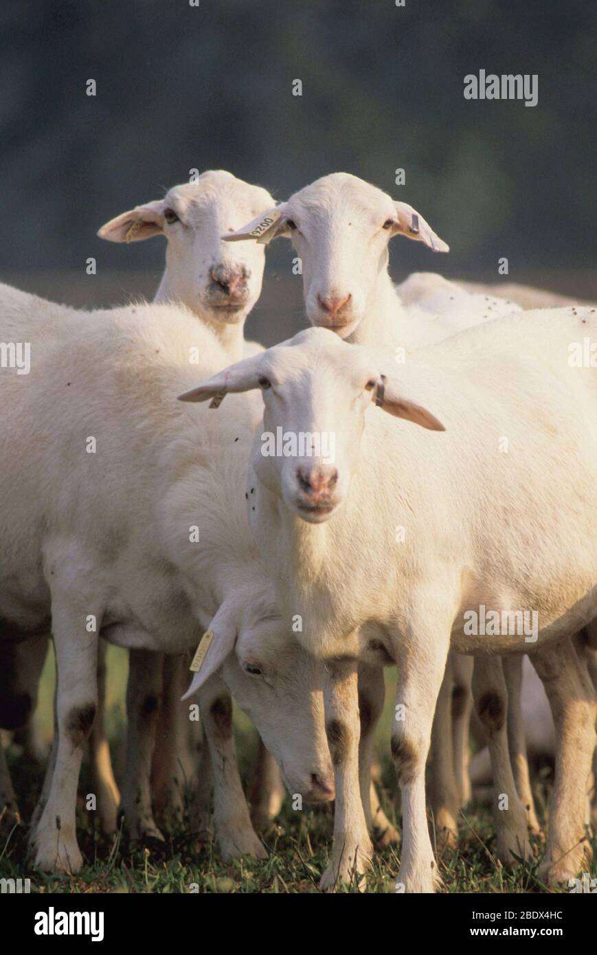 Croix sheep Stock Photo