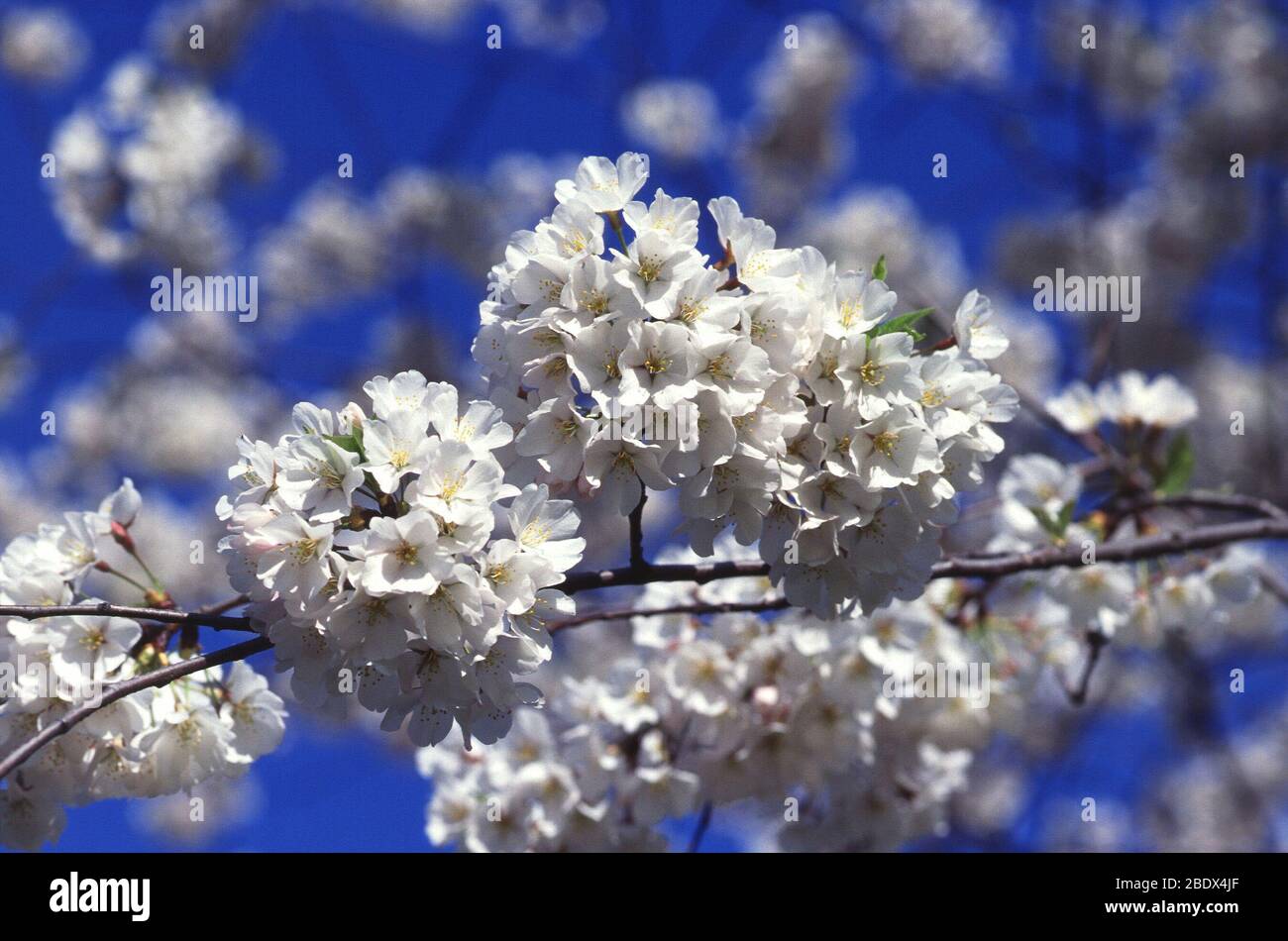 Cherry tree blossoms Stock Photo