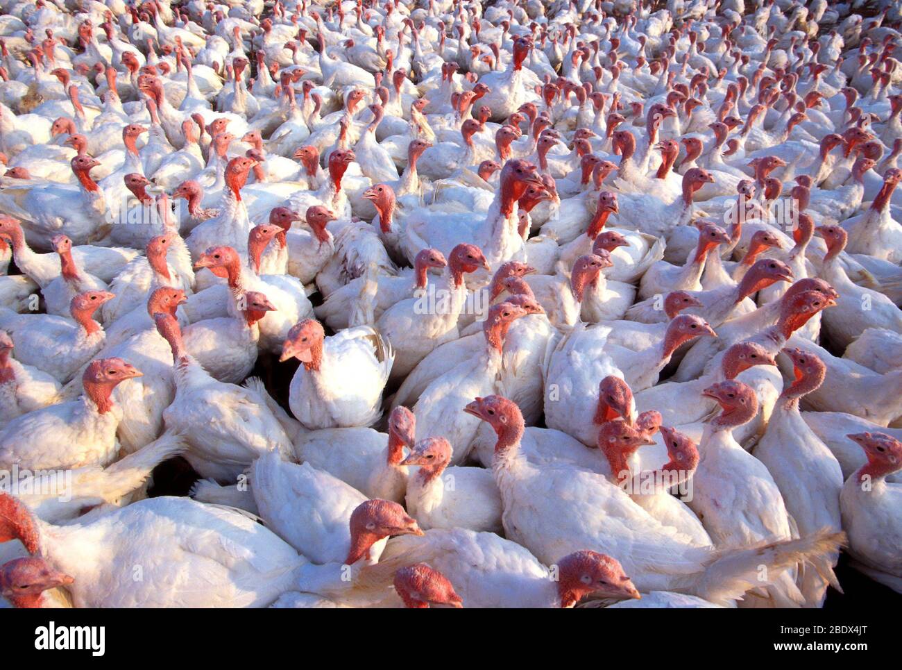 White turkeys Stock Photo