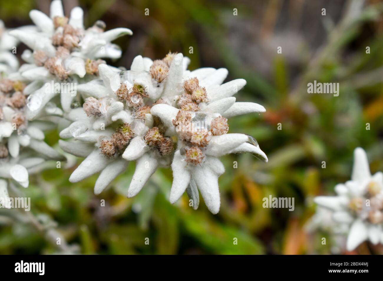 Edelweiss Flower High Resolution Stock Photography And Images Alamy