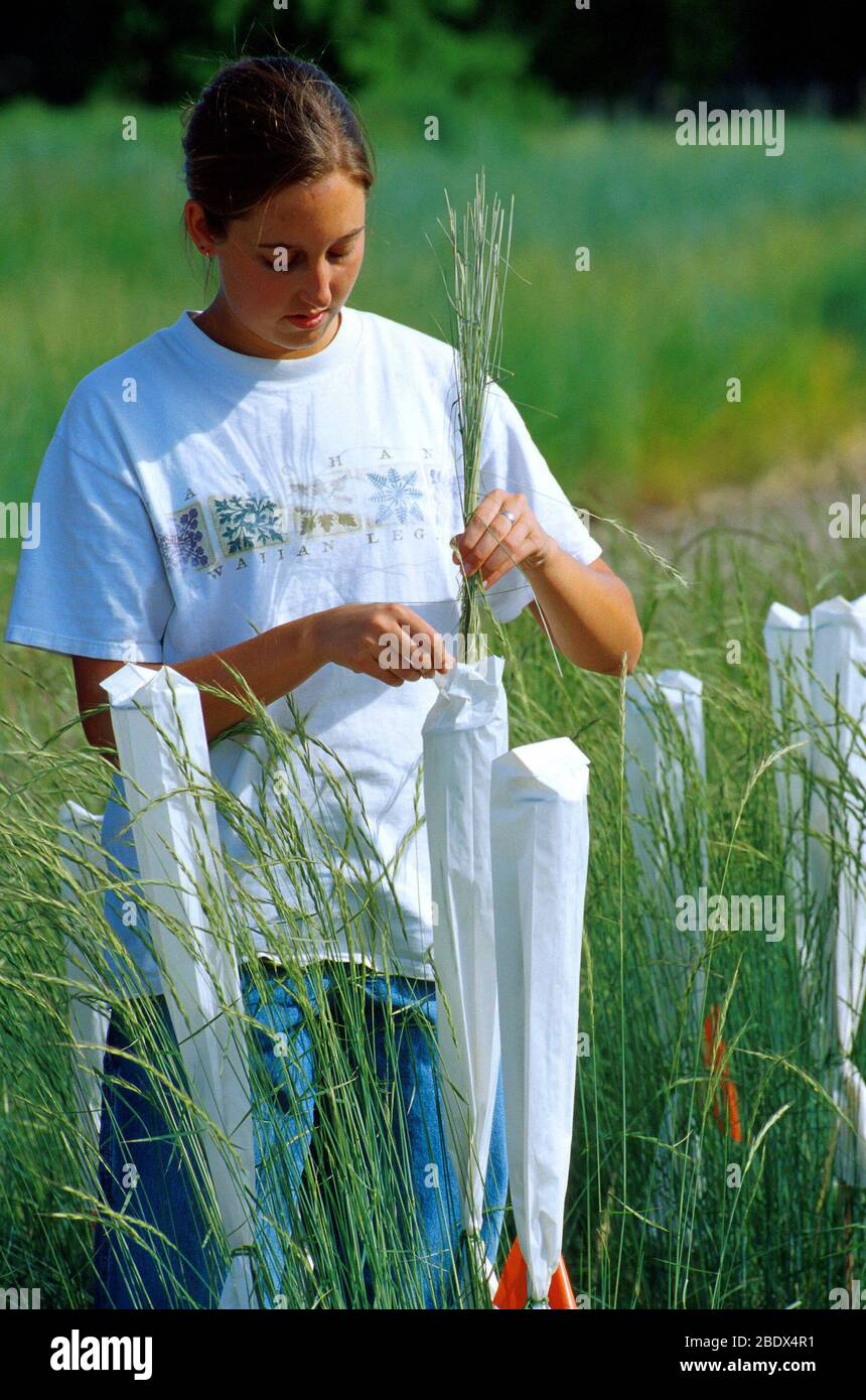 Pollinating wheatgrass Stock Photo