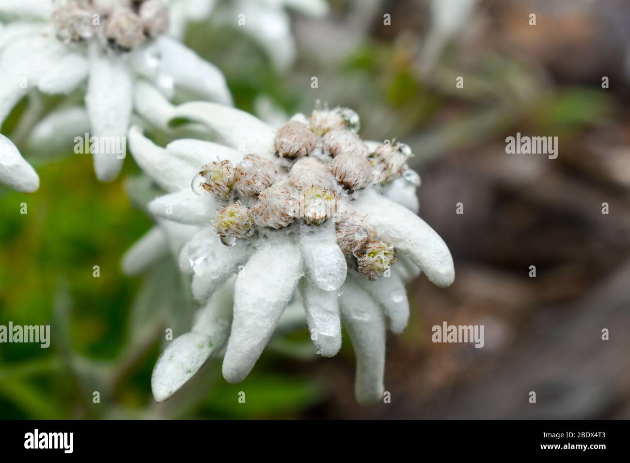 Edelweiss flower (Leontopodium alpinum), symbol of Alps mountain. Stock Photo