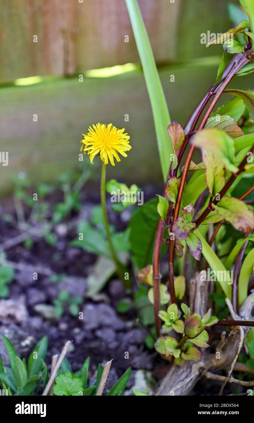 Common weeds uk hi-res stock photography and images - Alamy