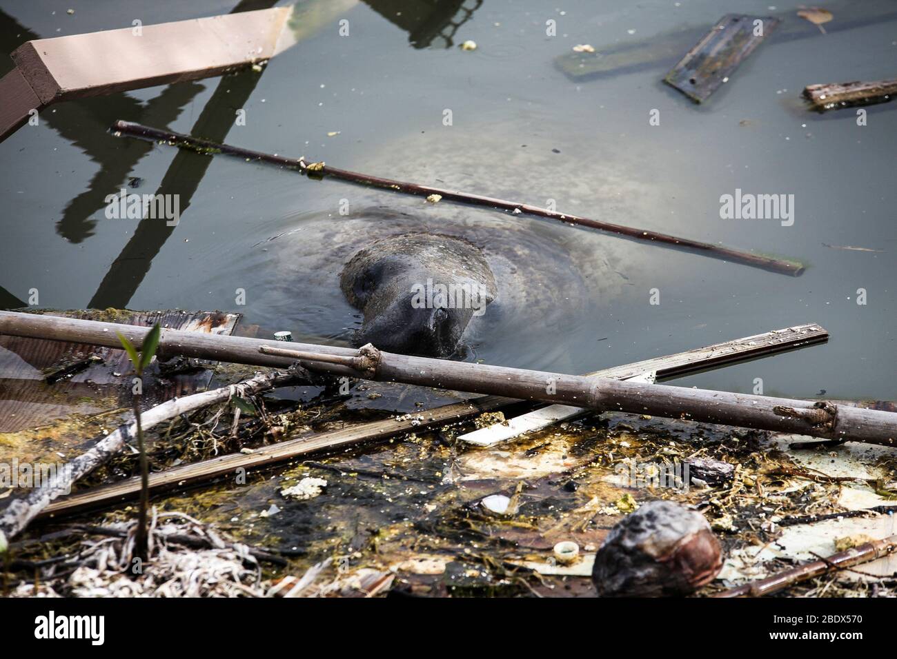 Manatee in Hurricane Debris Stock Photo