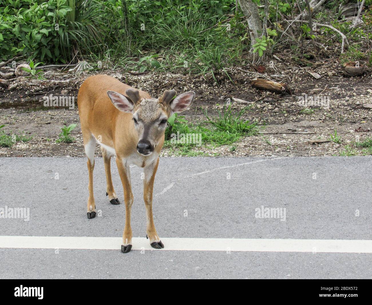 Where To Find Key Deer In Florida? – FMXR