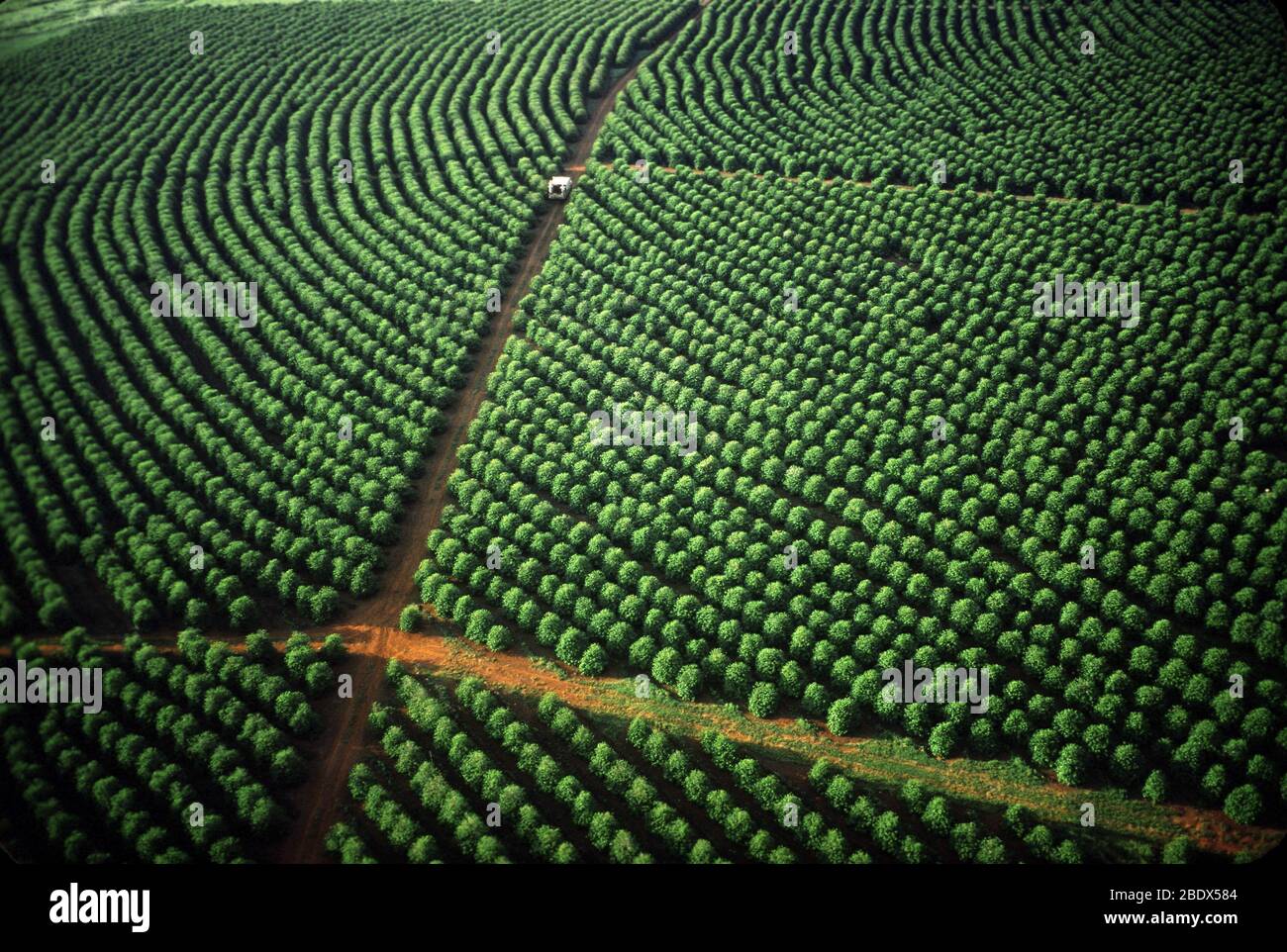 Brazilian Coffee Trees Stock Photo