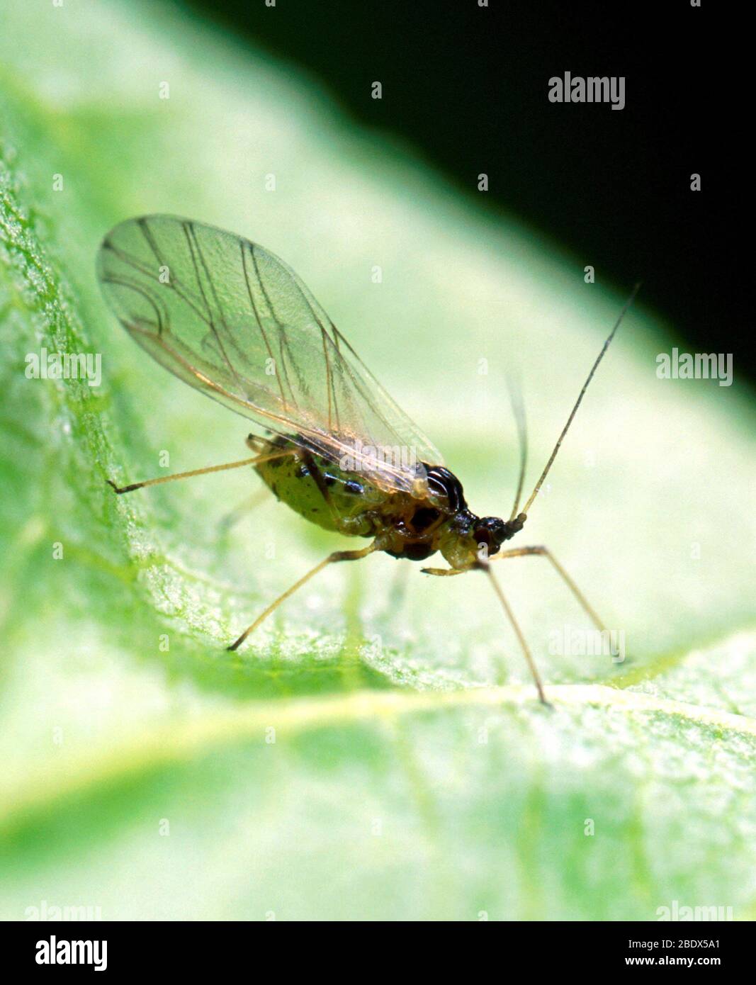 Alate Green Peach Aphid Stock Photo