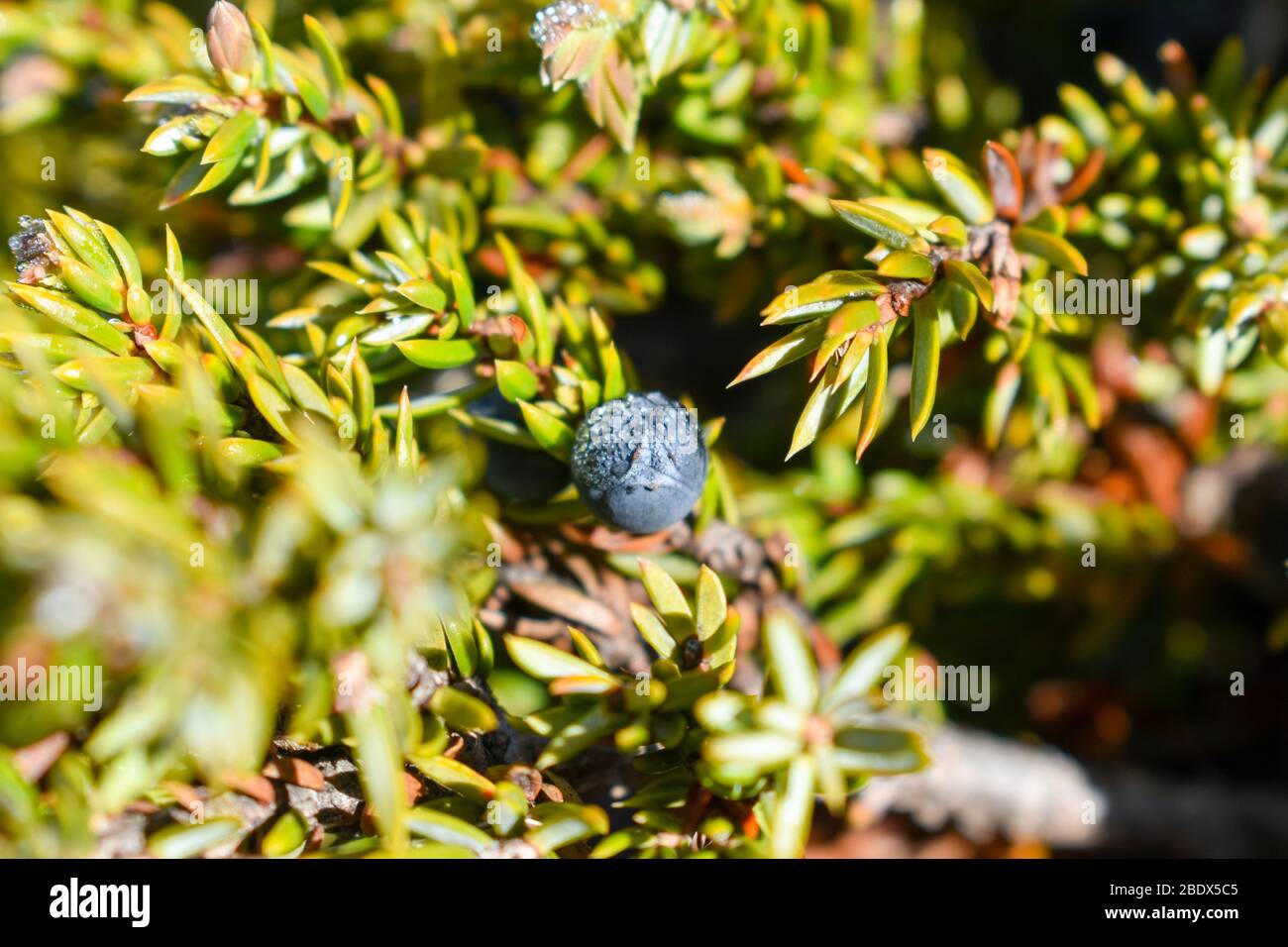 The common juniper ( Juniperus communis) cons. Stock Photo