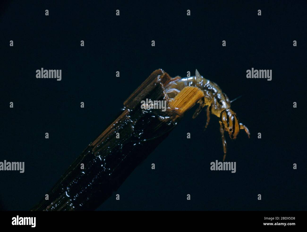 Caddisfly Larva Stock Photo