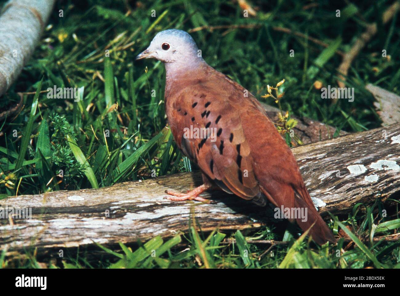 Ruddy Ground Dove Stock Photo