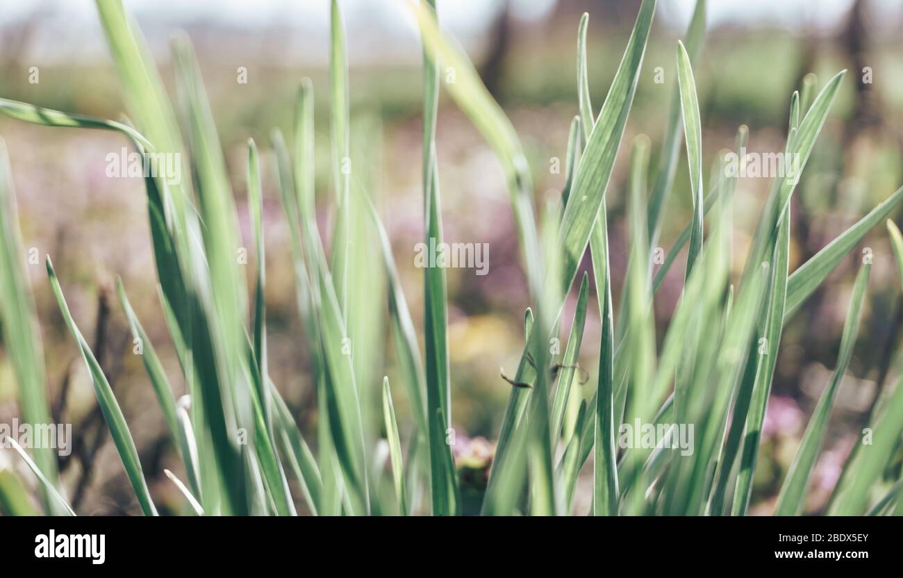 Close up beautiful green garlic leaf background plant organic farm ing