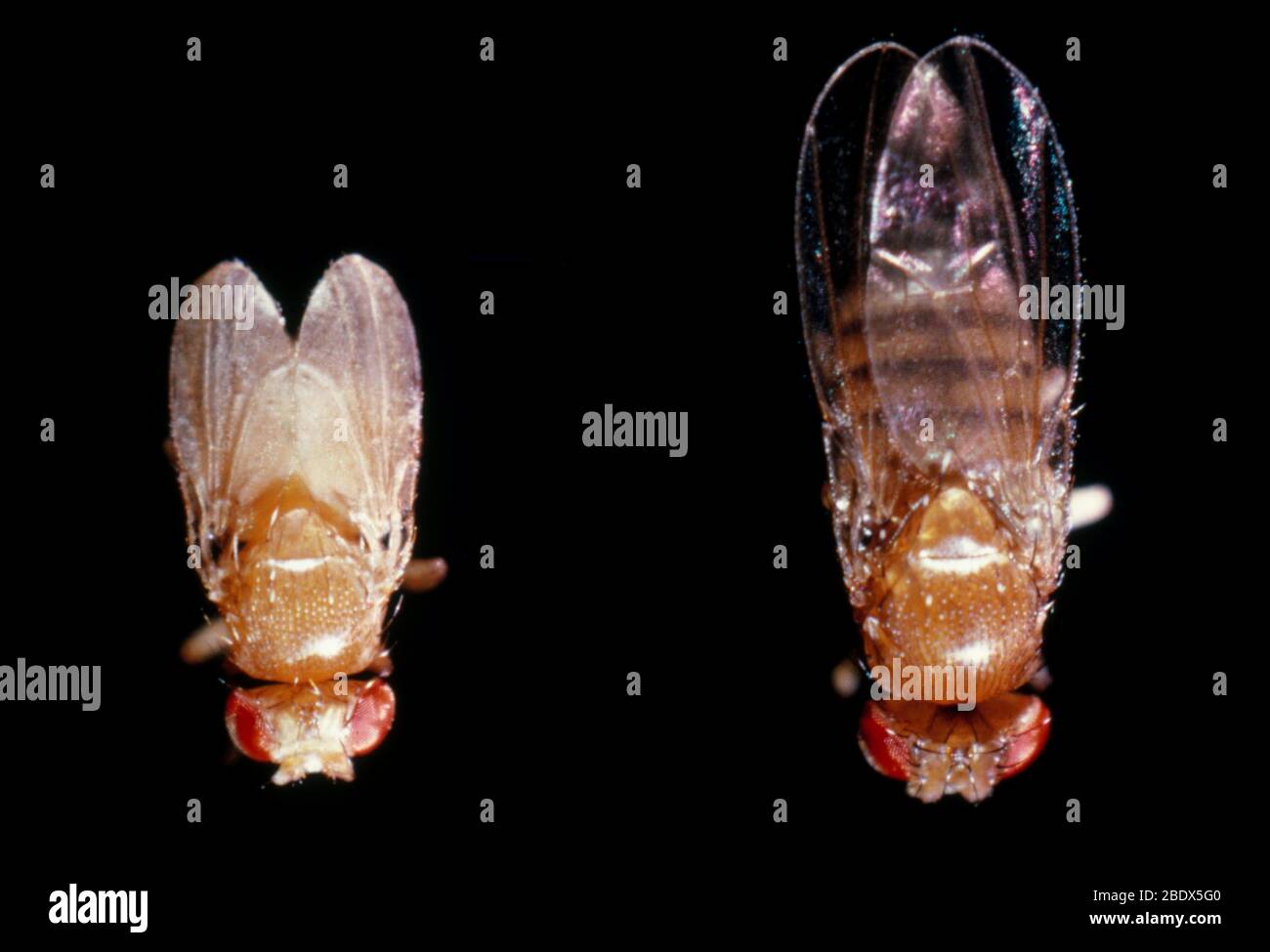 Drosophila flies Stock Photo