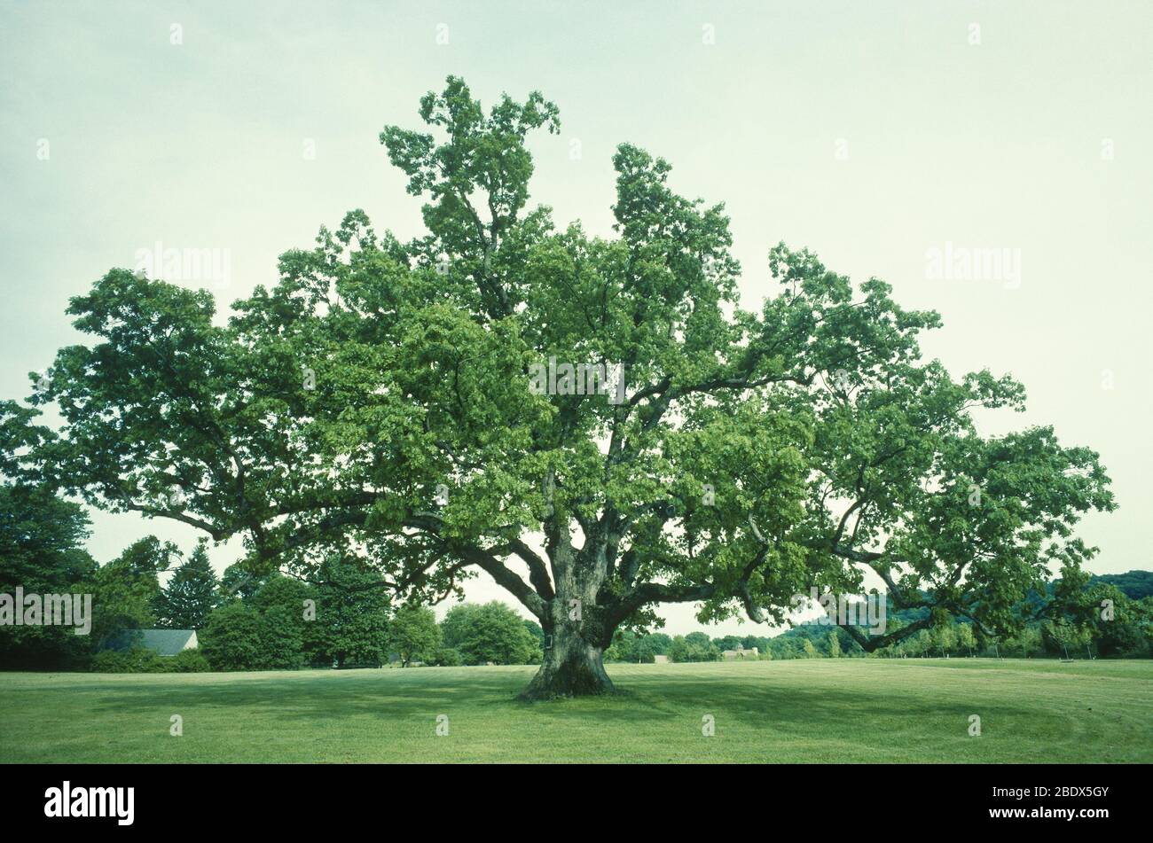 500-year-old White Oak Tree Stock Photo
