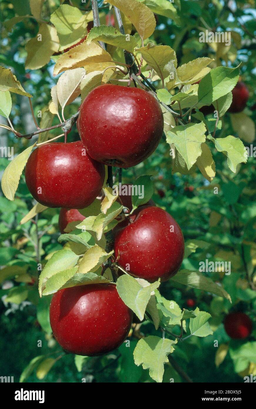 Rome Beauty Apples Stock Photo