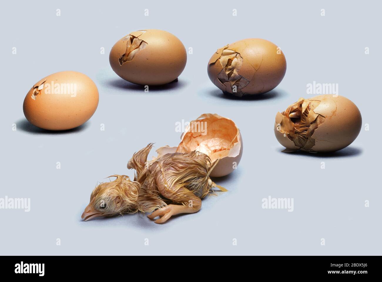Hatching eggs. Яйцо вылупляется. Вылупленное яйцо. Птица вылупляется из яйца. Зайцы вылупляются из яиц.