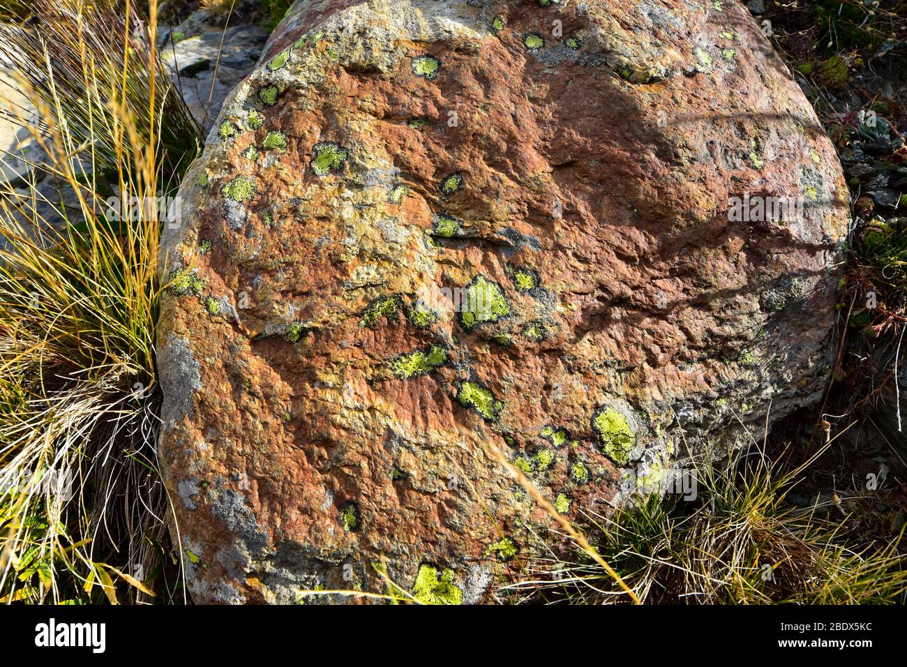 Green and cyan lichen on rock texture Stock Photo - Alamy