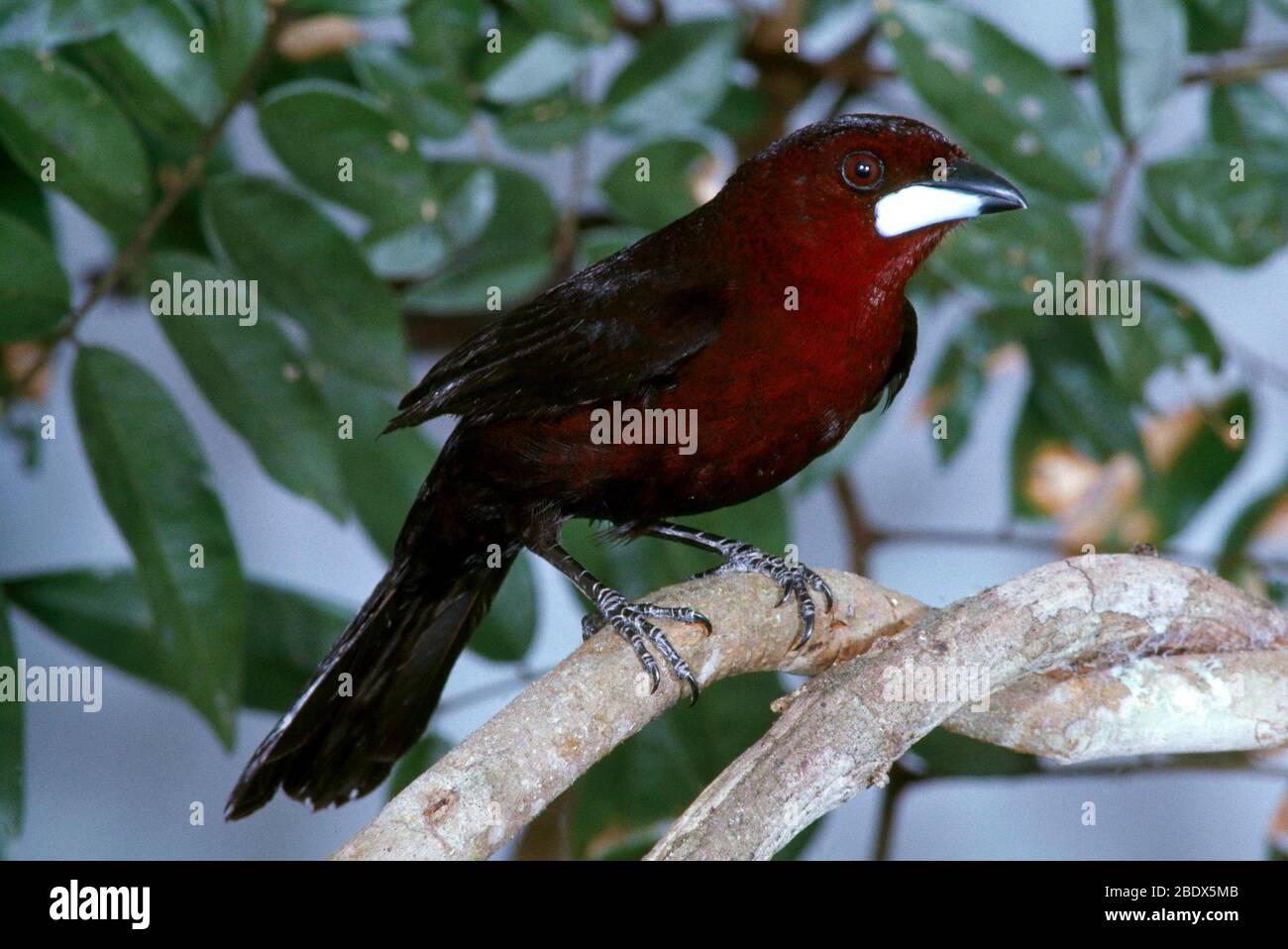 Silver-beaked Tanager Stock Photo