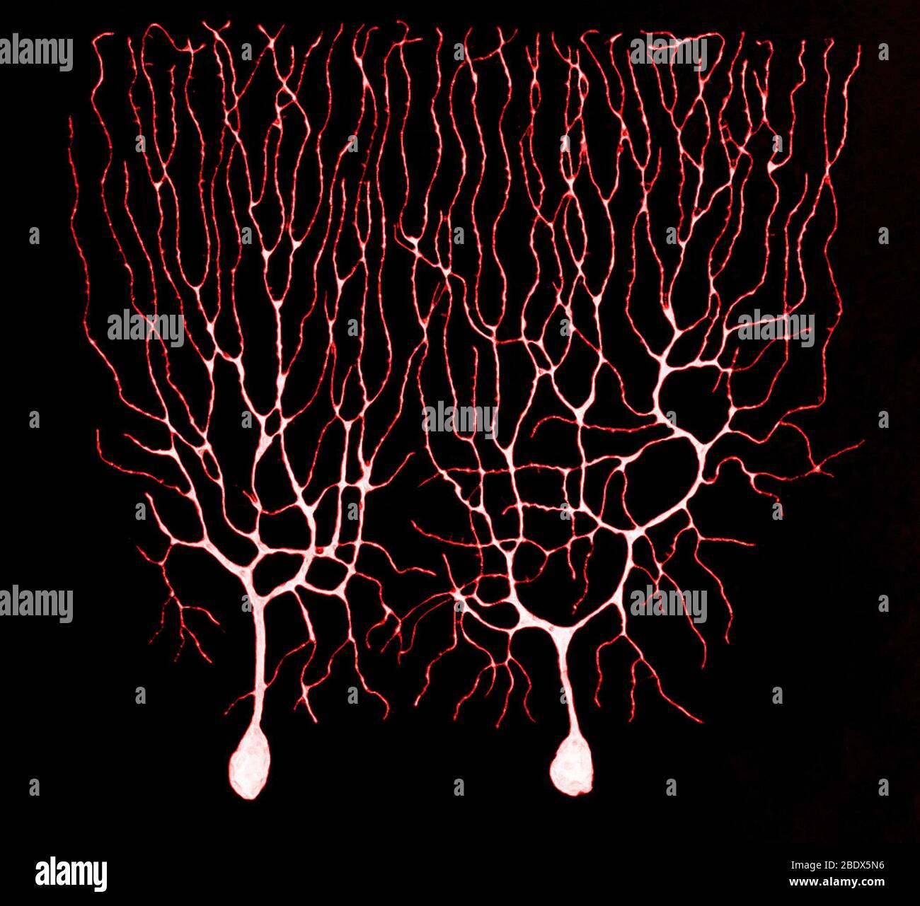 Purkinje Cells Based on Cajal Stock Photo