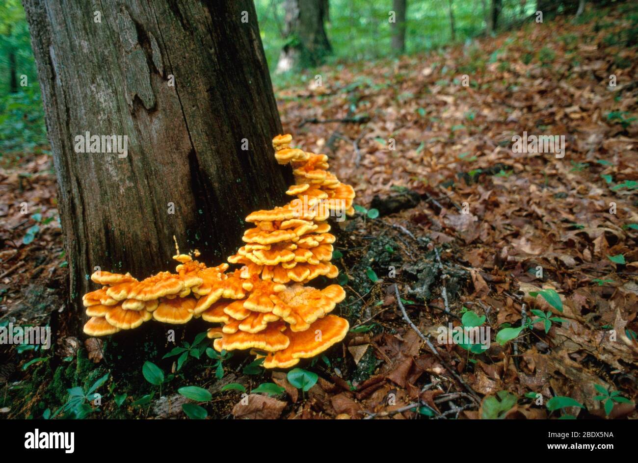 Sulfur Shelf Fungus Stock Photo