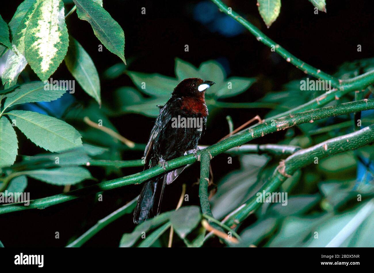 Silver-beaked Tanager Stock Photo