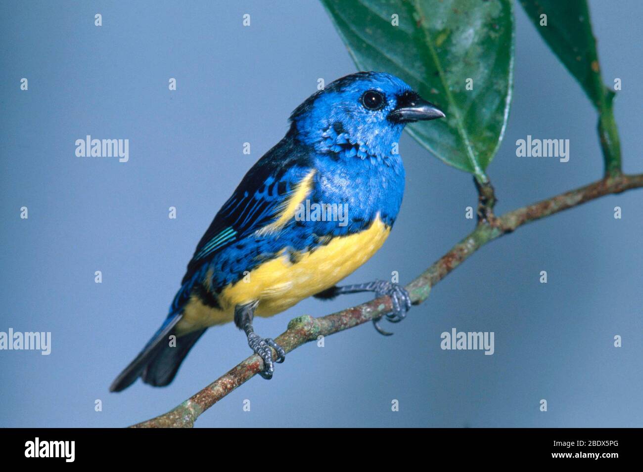 Turquoise Tanager Stock Photo