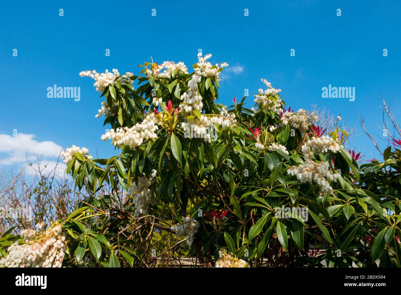 Pieris Forest Flame (Pieris floribunda) in springtime. UK. Stock Photo