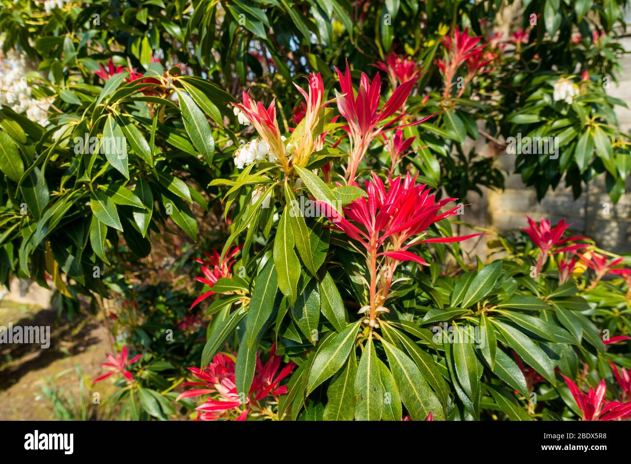 Pieris Forest Flame (Pieris floribunda) in springtime. UK. Stock Photo