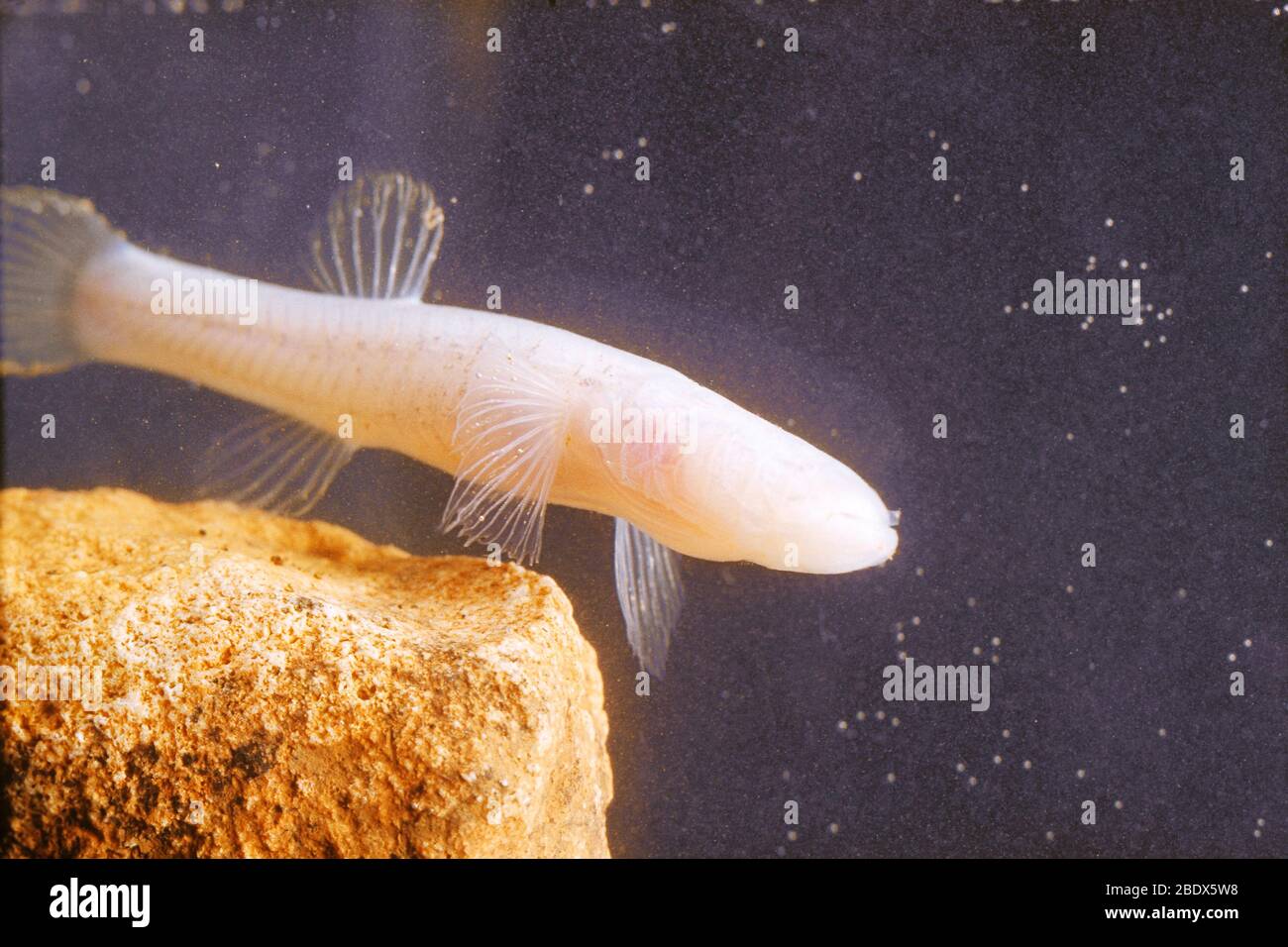 Southern Cavefish Stock Photo