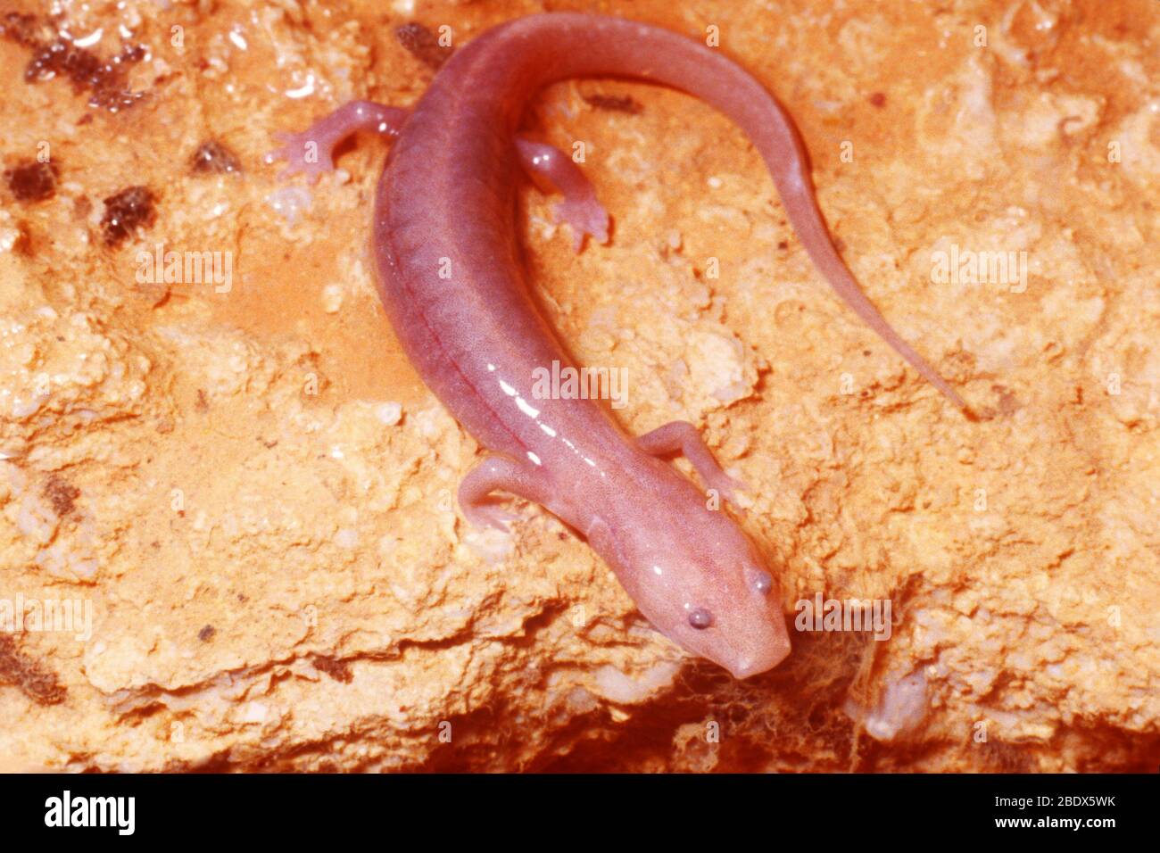 Blind Cave Salamander