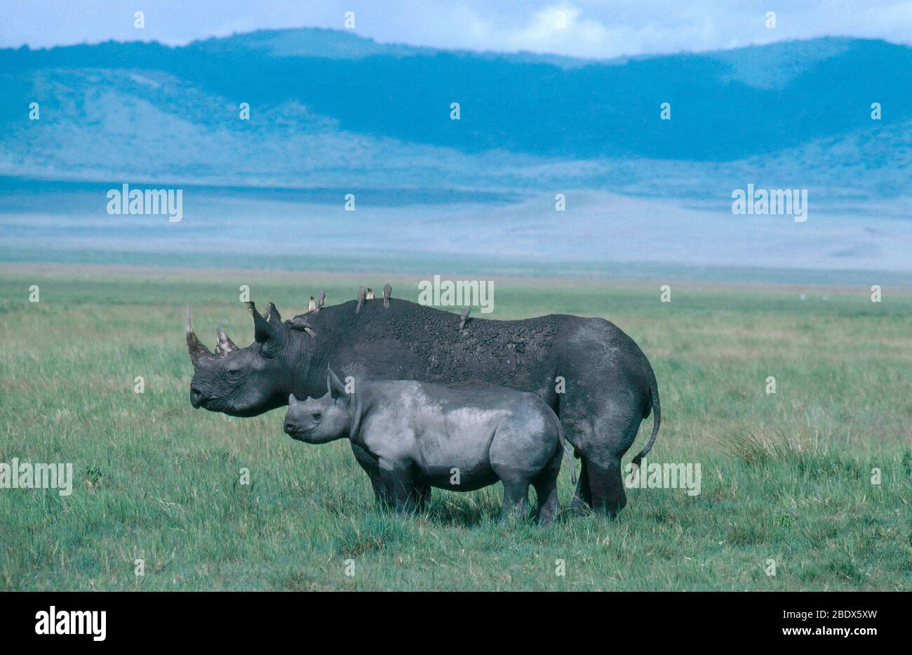 Rhinoceros and young with Oxpeckers Stock Photo