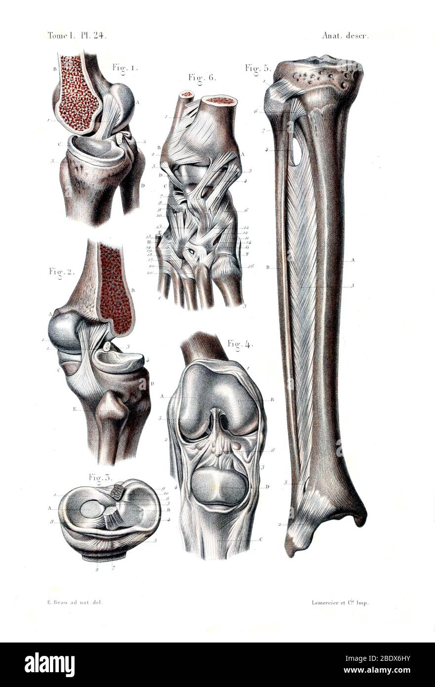 Human Leg Bones and Ligaments, 1944 Stock Photo