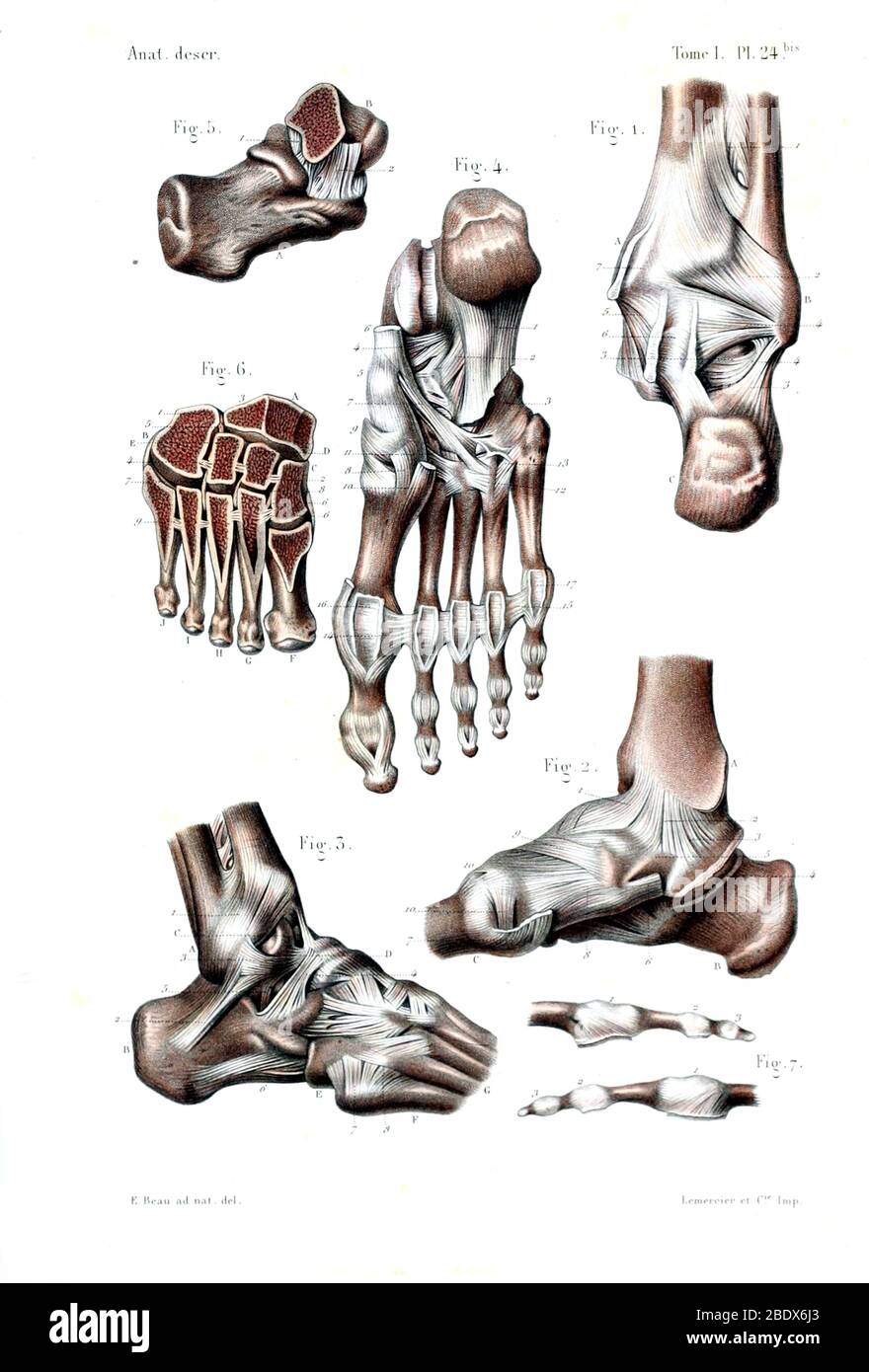 Human Ankle and Foot, Bones and Ligaments, 1844 Stock Photo