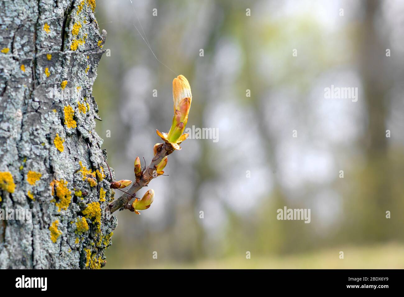 proliferation from the trunk of a horse chestnut with a bud Stock Photo