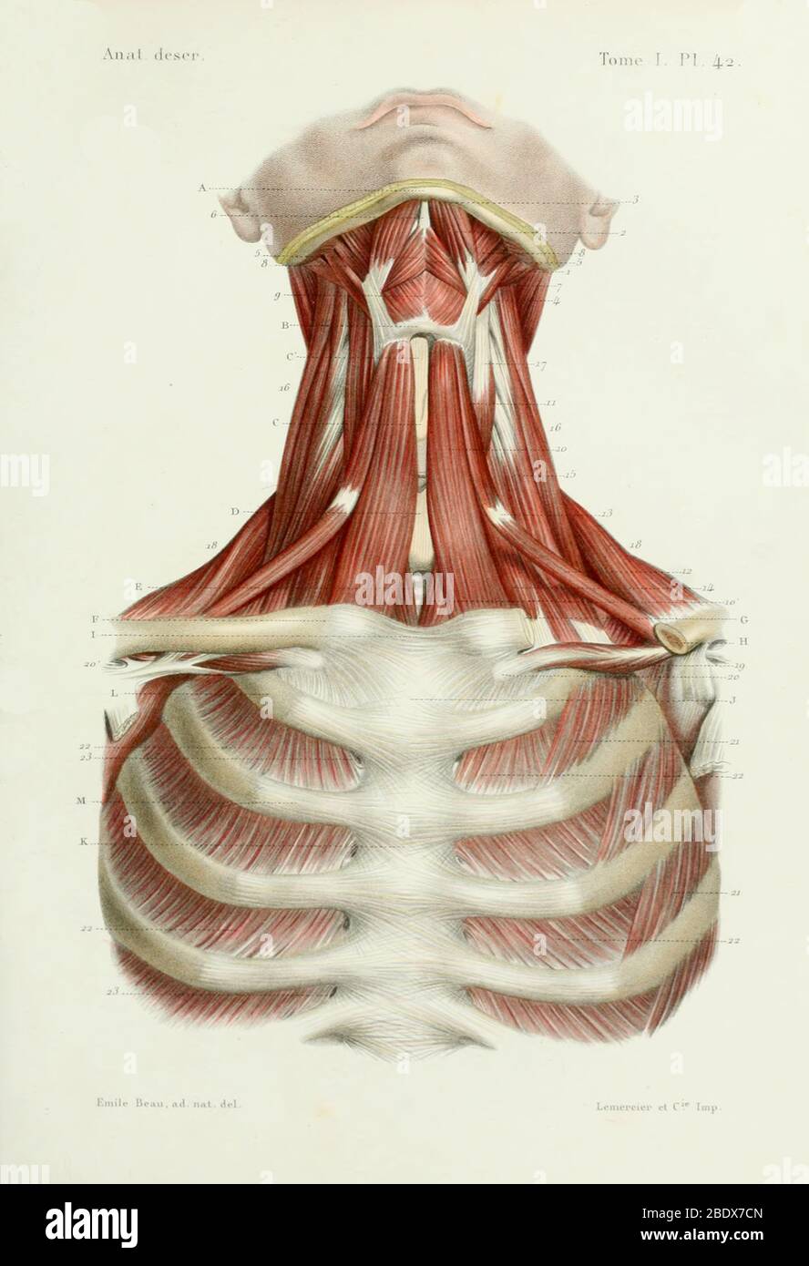 Human Neck Muscles and Rib Cage, 1844 Stock Photo